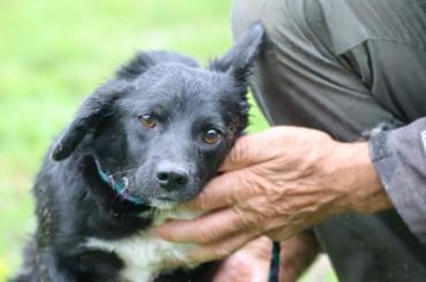 Tacio - goldiger, kleiner Rüde