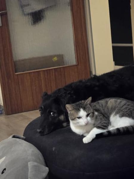 WOLFI - bisschen lernen will ich noch