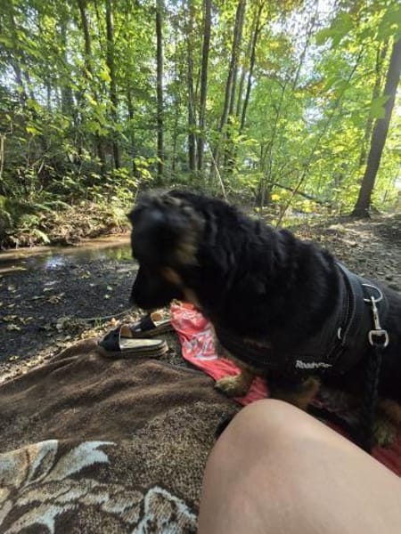 WOLFI - bisschen lernen will ich noch