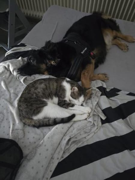 WOLFI - bisschen lernen will ich noch