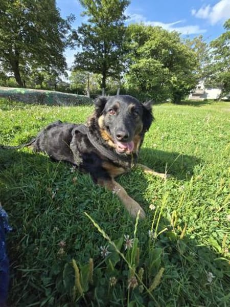 WOLFI - bisschen lernen will ich noch