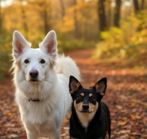 Kiana - die kleine Spitzmaus