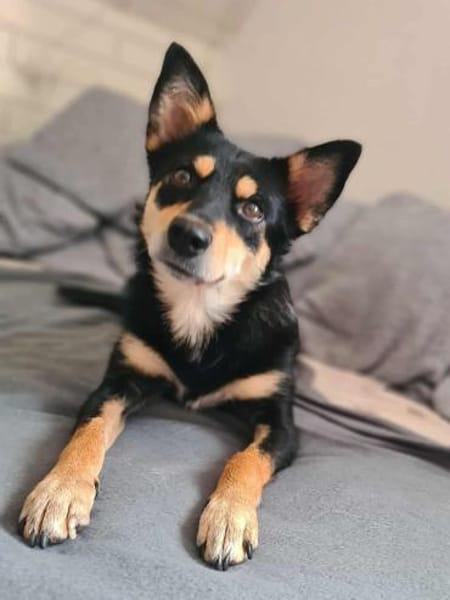 Kiana - die kleine Spitzmaus