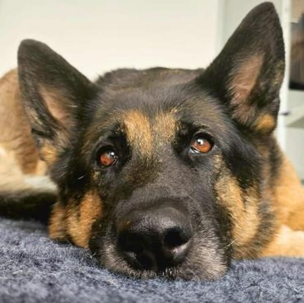 Lila - Anfängerhund