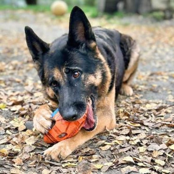 Lila - Anfängerhund