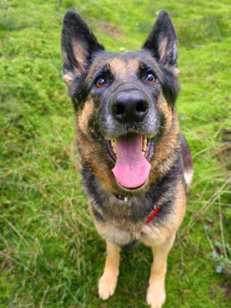 Lila - Anfängerhund