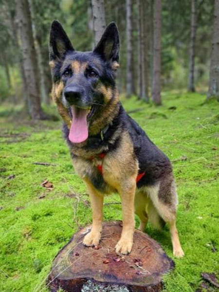 Lila - Anfängerhund