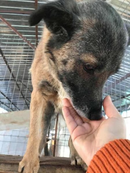 Angeli musste nach 28 Stunden gehen...