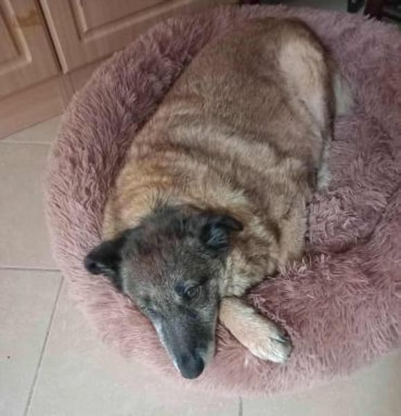 Angeli musste nach 28 Stunden gehen...