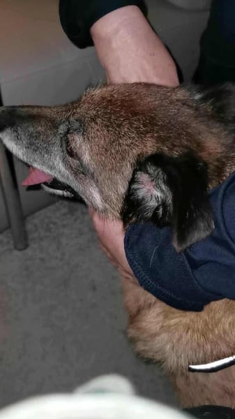 Angeli musste nach 28 Stunden gehen...