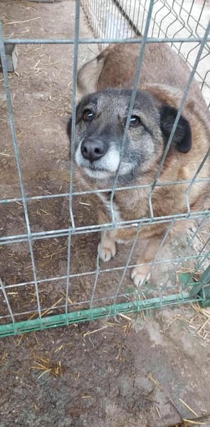 Angeli musste nach 28 Stunden gehen...