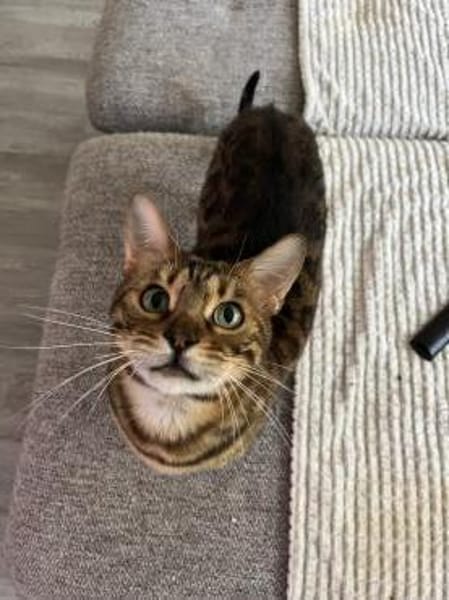 Leopold - wunderschöner Bengalkater