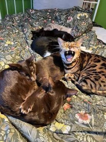 Leopold - wunderschöner Bengalkater