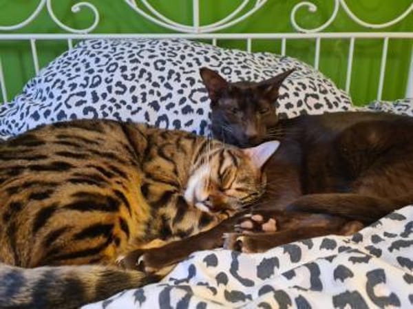 Leopold - wunderschöner Bengalkater