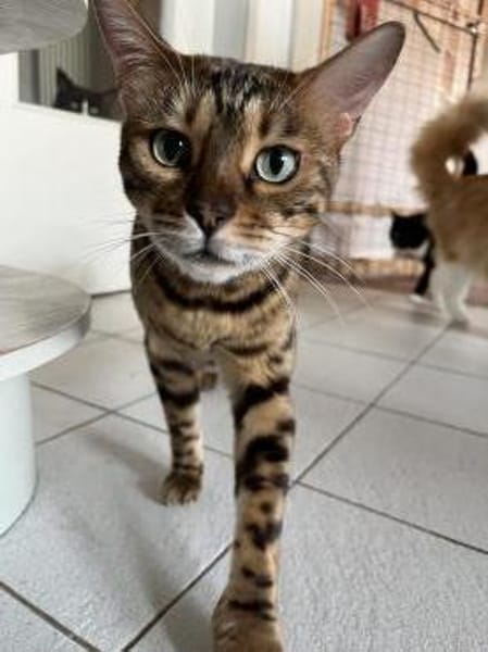 Leopold - wunderschöner Bengalkater