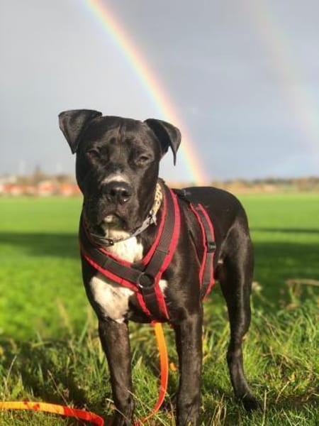 LUPO  ein fröhlicher Schalk mit großem