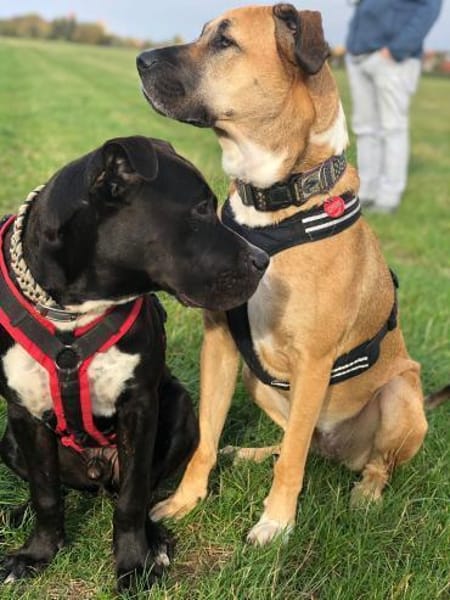 LUPO  ein fröhlicher Schalk mit großem