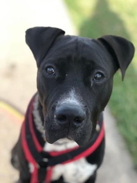 LUPO  ein fröhlicher Schalk mit großem