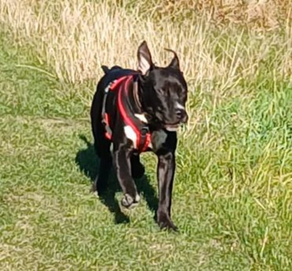 LUPO  ein fröhlicher Schalk mit großem