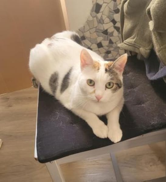 Liebe Fleki (FIV) sucht ihre Familie
