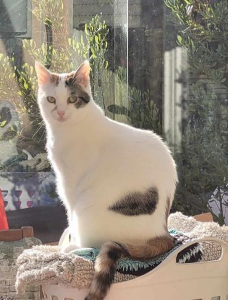 Liebe Fleki (FIV) sucht ihre Familie