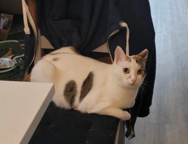 Liebe Fleki (FIV) sucht ihre Familie