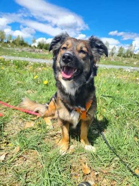 Lilly - sportliche tolle Hündin