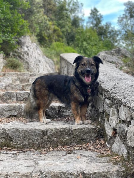 Lilly - sportliche tolle Hündin