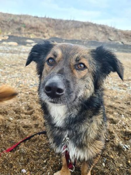 Lilly - sportliche tolle Hündin