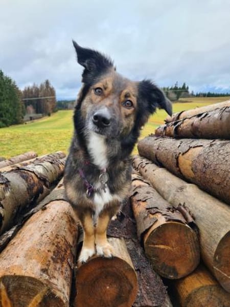 Lilly - sportliche tolle Hündin