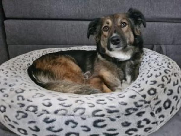 Lilly - sportliche tolle Hündin