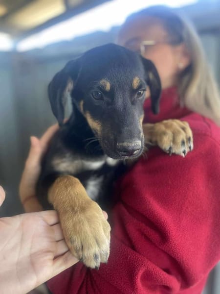 Mailo, zarter Hundebub sucht Zuhause