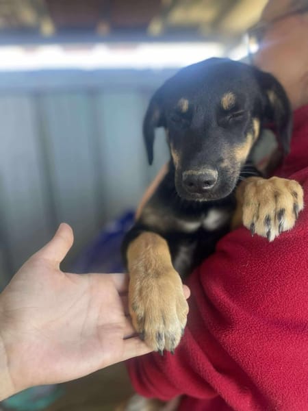 Mailo, zarter Hundebub sucht Zuhause