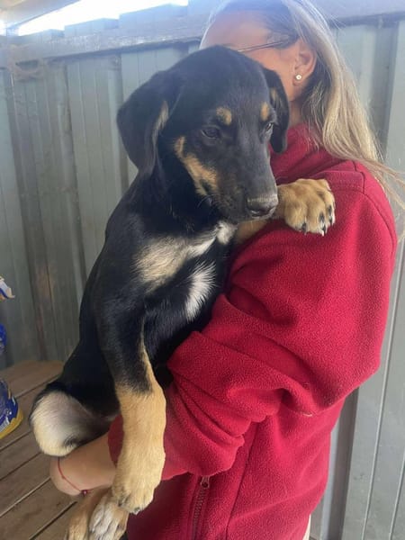 Mailo, zarter Hundebub sucht Zuhause