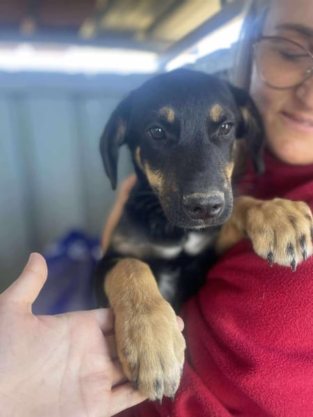 Mailo, zarter Hundebub sucht Zuhause