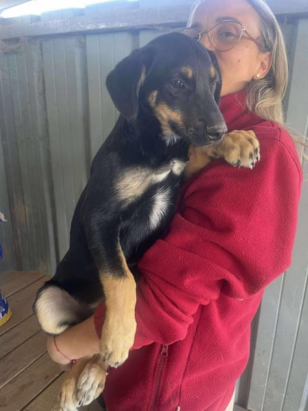 Mailo, zarter Hundebub sucht Zuhause