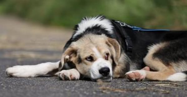 PLUMA - perfekte Junghündin ❤