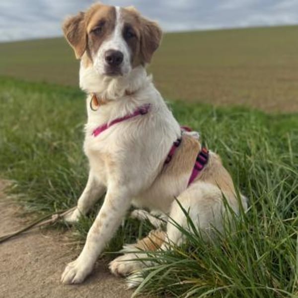 Welpe Liva -ein liebevoller Sonnenschein