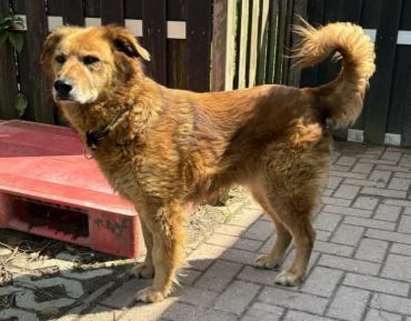 Traumhund für ältere Menschen