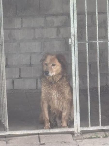 Traumhund für ältere Menschen