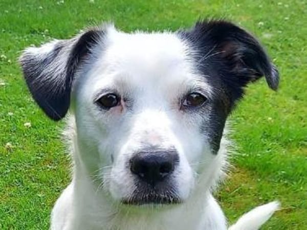 SUNNY-freundliche,hübsche  Hündin,34 cm