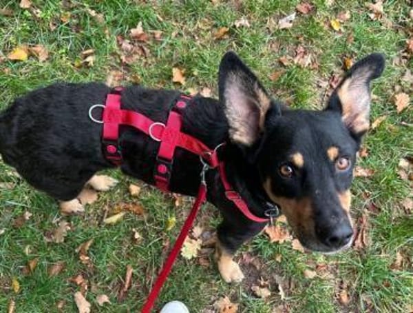 Bali - ausgeglichen, zutraulich - in DE