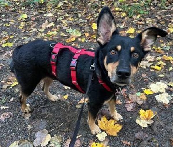 Bali - ausgeglichen, zutraulich - in DE