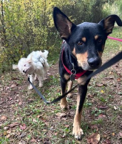 Bali - ausgeglichen, zutraulich - in DE