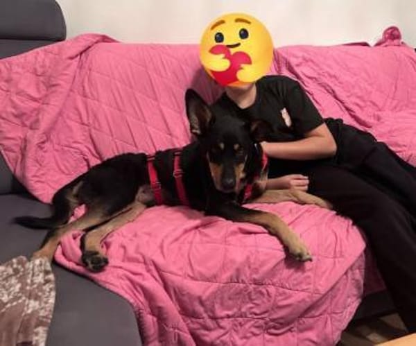 Bali - ausgeglichen, zutraulich - in DE