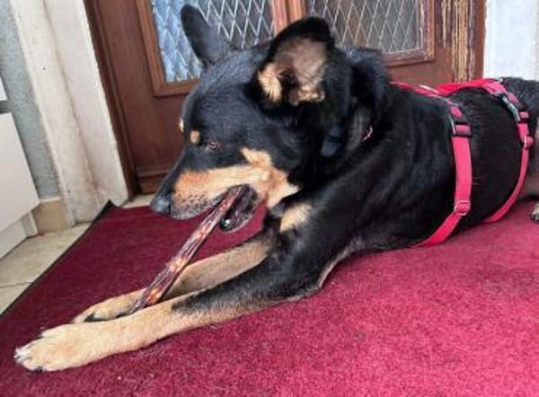 Bali - ausgeglichen, zutraulich - in DE