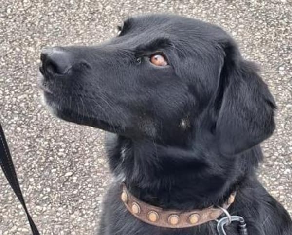 Monty sucht Haus mit Garten