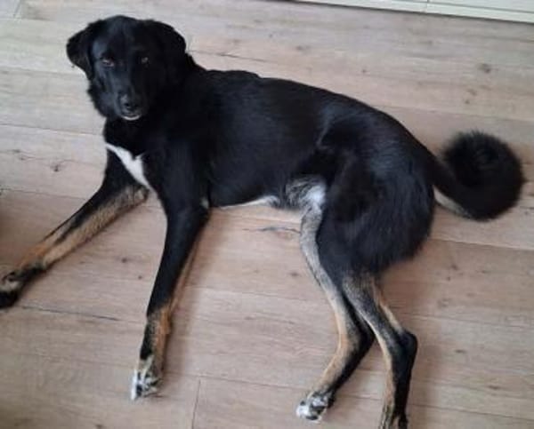 Monty sucht Haus mit Garten