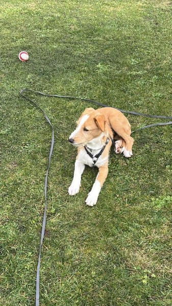 Orlando sucht seine Lieblingsmenschen