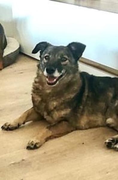 Schnuppi 35 cm (Pflegestelle)